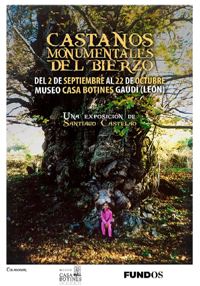 'Castaños monumentales del Bierzo'. Exposición fotográfica en Botines hasta el 22 de octubre