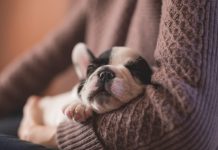 V Certamen Artístico ‘Amigos de los Animales’ en la modalidad de clipmetrajes ‘Mi vida con un animal’ V Certamen Artístico ‘Amigos de los Animales’ en la modalidad de clipmetrajes ‘Mi vida con un animal’